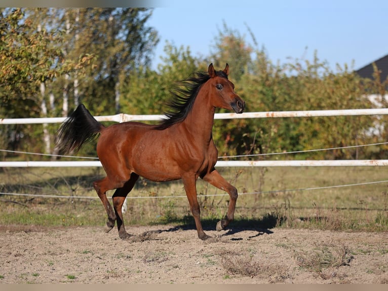 Arabian horses Mare 1 year 14,2 hh Brown in Lodz