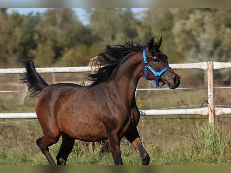 Arabian horses Mare 1 year 14,2 hh Brown in Lodz