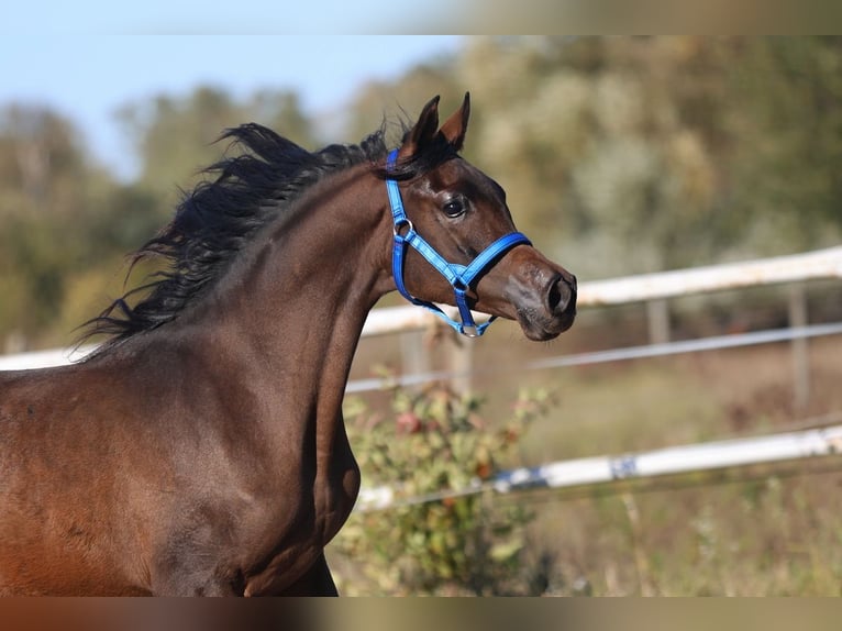 Arabian horses Mare 1 year 14,2 hh Brown in Lodz