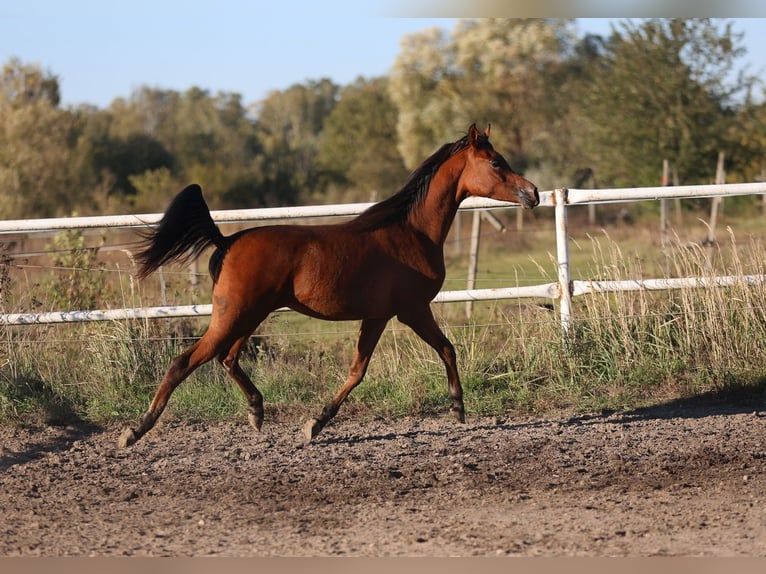 Arabian horses Mare 1 year 14,2 hh Brown in Lodz