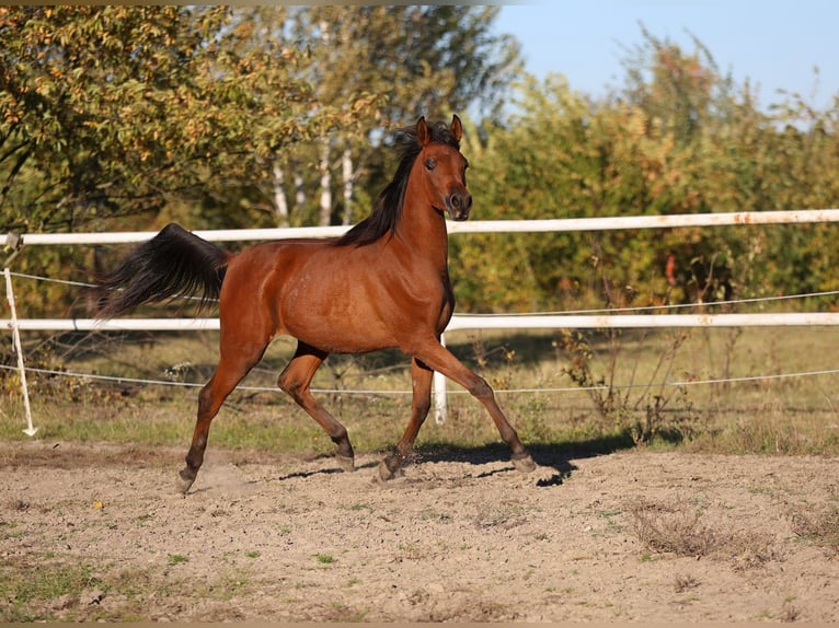 Arabian horses Mare 1 year 14,2 hh Brown in Lodz