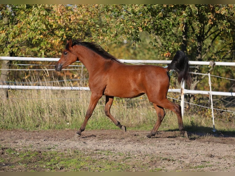 Arabian horses Mare 1 year 14,2 hh Brown in Lodz