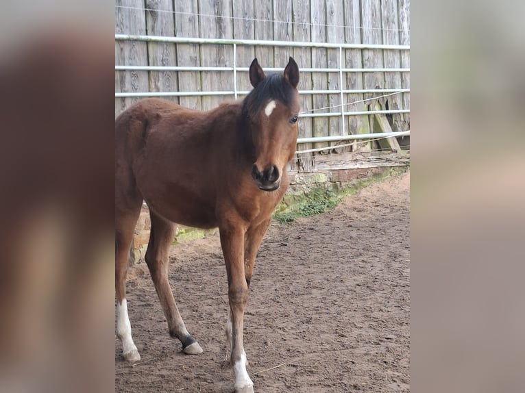 Arabian horses Mare 1 year 14.3 hh Brown in Kirchzell