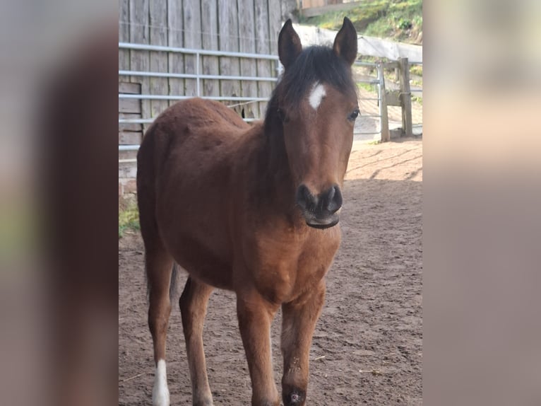 Arabian horses Mare 1 year 14.3 hh Brown in Kirchzell