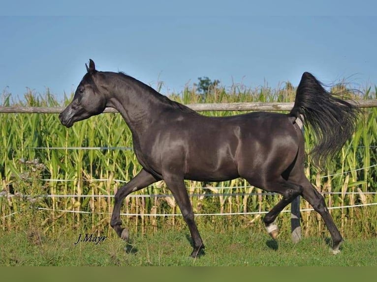 Arabian horses Mare 1 year 14.3 hh Brown in Kirchzell