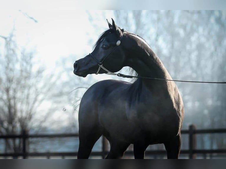 Arabian horses Mare 1 year 14.3 hh Brown in Kirchzell