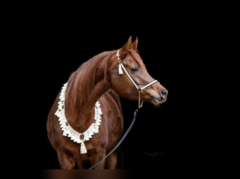 Arabian horses Mare 1 year 14.3 hh Brown in Kirchzell