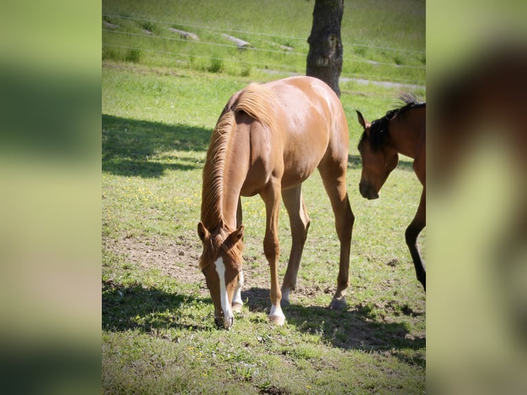 Arabian horses Mare 1 year 14.3 hh Chestnut-Red in Krumbach