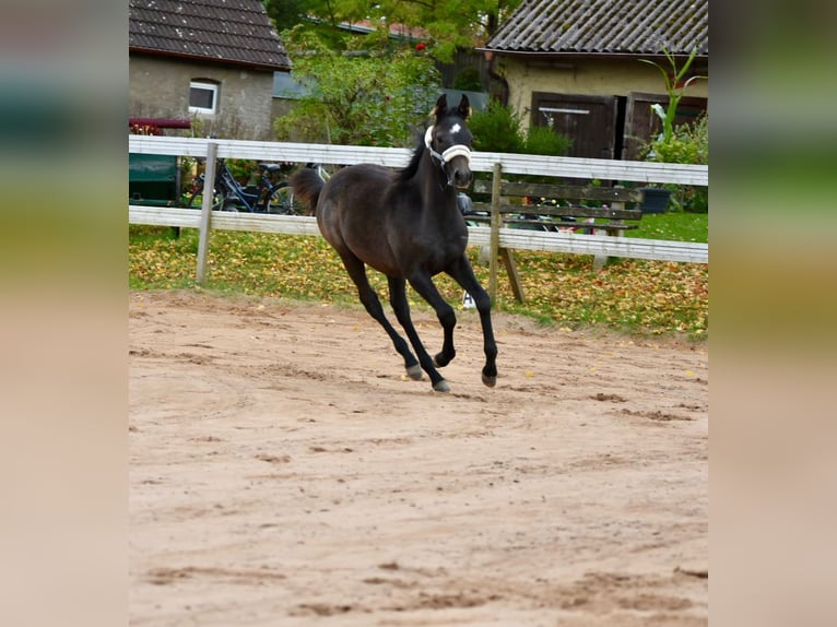 Arabian horses Mare 1 year 14,2 hh Can be white in LangenfeldLangenfeld