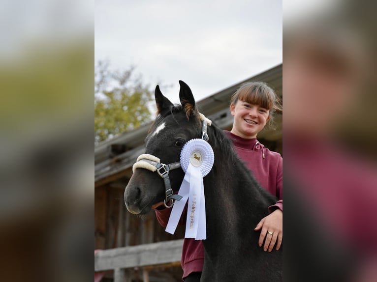 Arabian horses Mare 1 year 14,2 hh Can be white in LangenfeldLangenfeld