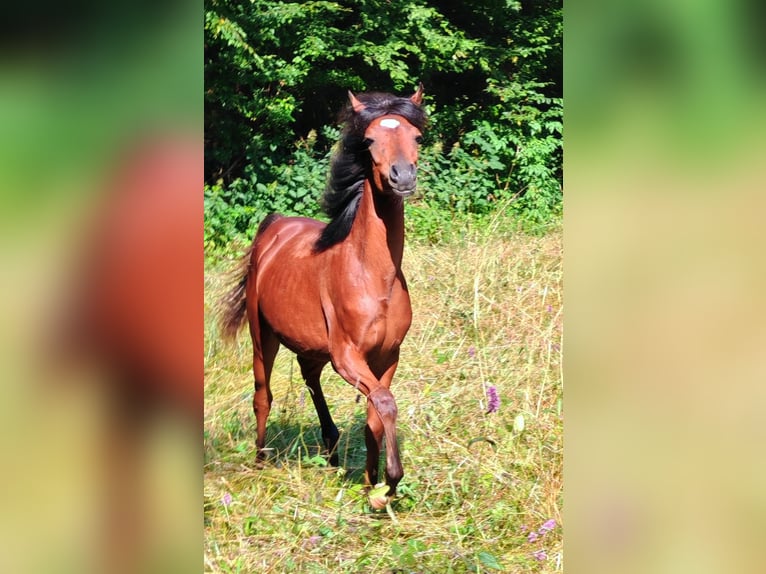 Arabian horses Mare 1 year 14,3 hh Brown in Zgornje Gorje