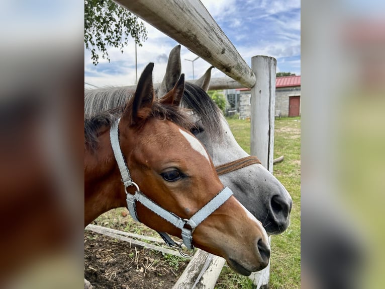 Arabian horses Mare 1 year 14,3 hh Chestnut in Rafa&#x142;&#xF3;w
