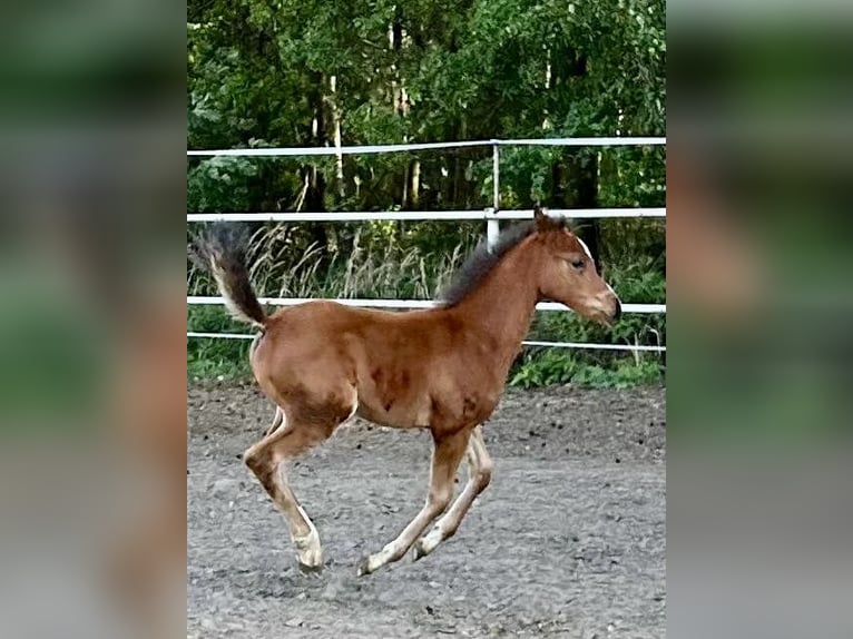 Arabian horses Mare 1 year 14,3 hh Chestnut in Rafa&#x142;&#xF3;w
