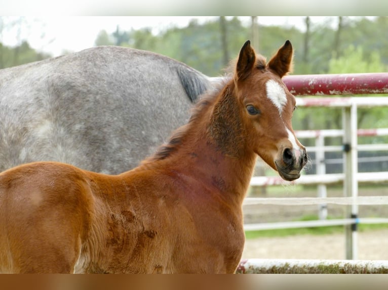 Arabian horses Mare 1 year 14,3 hh Chestnut in Rafa&#x142;&#xF3;w