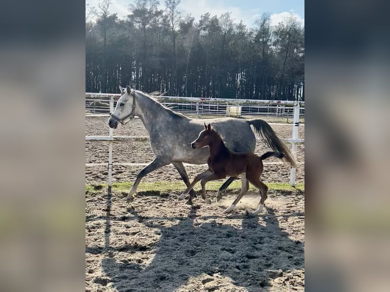 Arabian horses Mare 1 year 14,3 hh Chestnut in Rafa&#x142;&#xF3;w