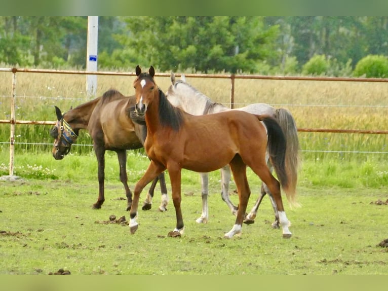 Arabian horses Mare 1 year 14,3 hh Chestnut in Rafa&#x142;&#xF3;w