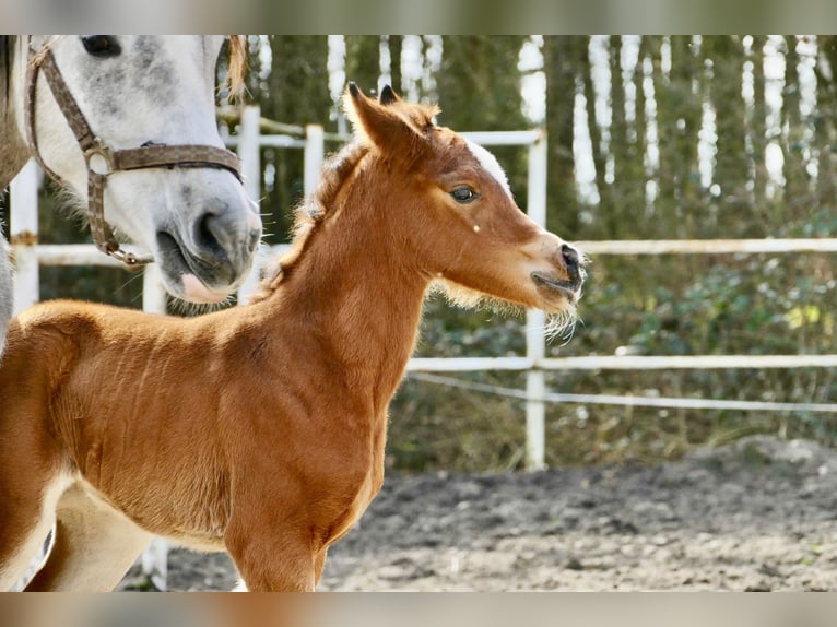 Arabian horses Mare 1 year 14,3 hh Chestnut in Rafa&#x142;&#xF3;w