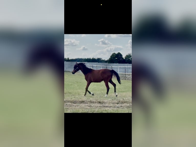 Arabian horses Mare 1 year 14,3 hh Chestnut in Rafa&#x142;&#xF3;w