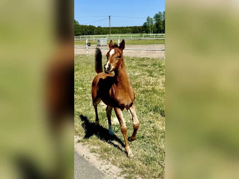 Arabian horses Mare 1 year 14,3 hh Chestnut in Rafa&#x142;&#xF3;w