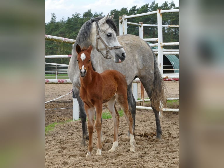Arabian horses Mare 1 year 14,3 hh Chestnut in Rafa&#x142;&#xF3;w
