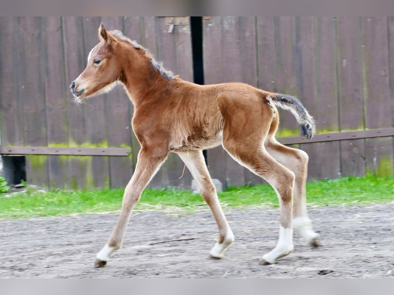 Arabian horses Mare 1 year 14,3 hh Chestnut in Rafa&#x142;&#xF3;w