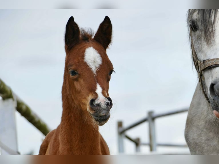 Arabian horses Mare 1 year 14,3 hh Chestnut in Rafa&#x142;&#xF3;w