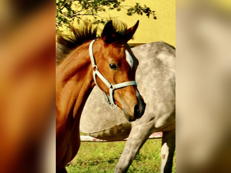 Arabian horses Mare 1 year 14,3 hh Chestnut in Rafa&#x142;&#xF3;w
