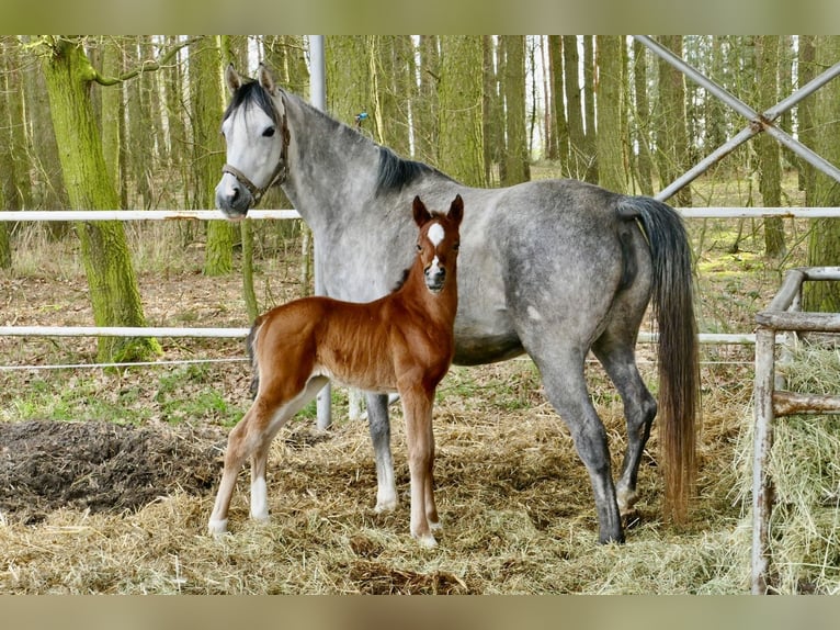 Arabian horses Mare 1 year 14,3 hh Chestnut in Rafa&#x142;&#xF3;w