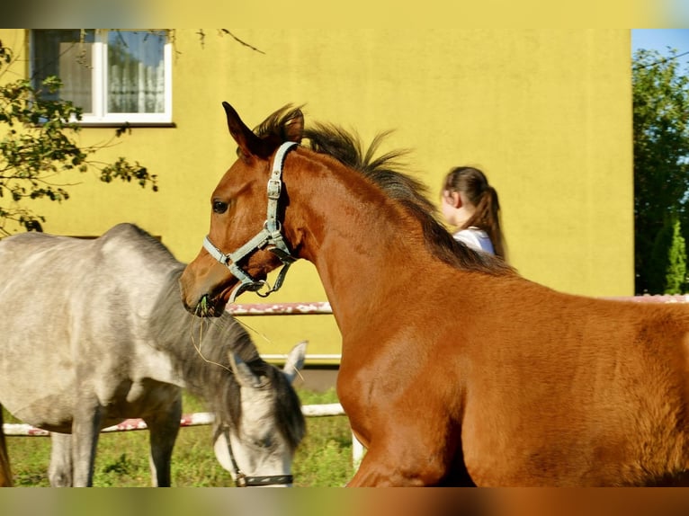 Arabian horses Mare 1 year 14,3 hh Chestnut in Rafa&#x142;&#xF3;w