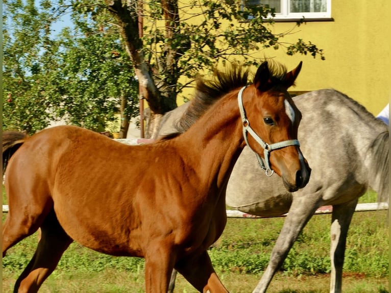 Arabian horses Mare 1 year 14,3 hh Chestnut in Rafa&#x142;&#xF3;w