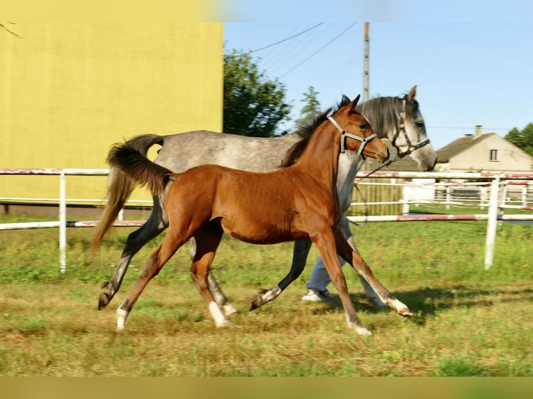 Arabian horses Mare 1 year 14,3 hh Chestnut in Rafa&#x142;&#xF3;w