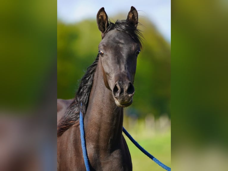 Arabian horses Mare 1 year 15,1 hh Black in Helvoirt