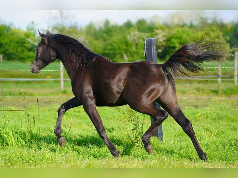 Arabian horses Mare 1 year 15,1 hh Black in Helvoirt