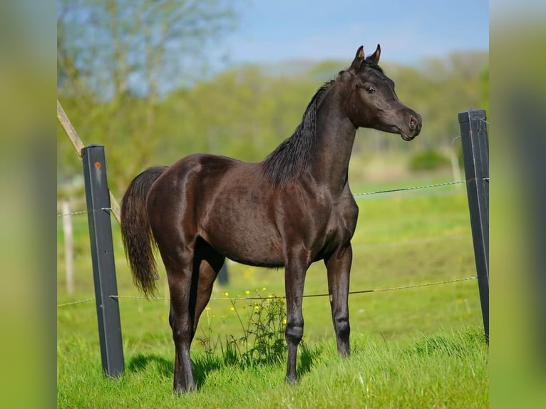 Arabian horses Mare 1 year 15,1 hh Black in Helvoirt