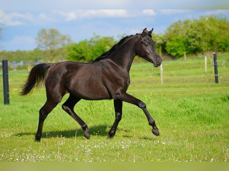 Arabian horses Mare 1 year 15,1 hh Black in Helvoirt