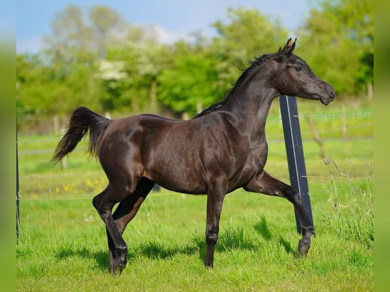 Arabian horses Mare 1 year 15,1 hh Black in Helvoirt