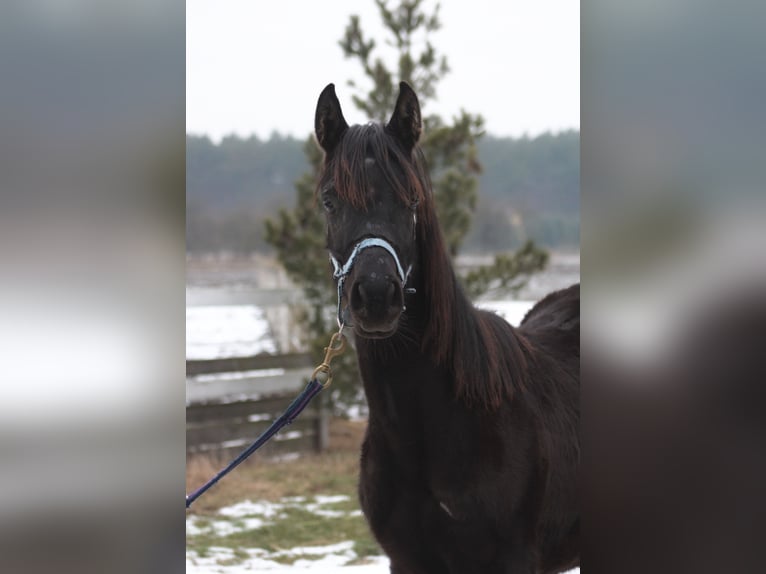 Arabian horses Mare 1 year 15,1 hh Black in Santok