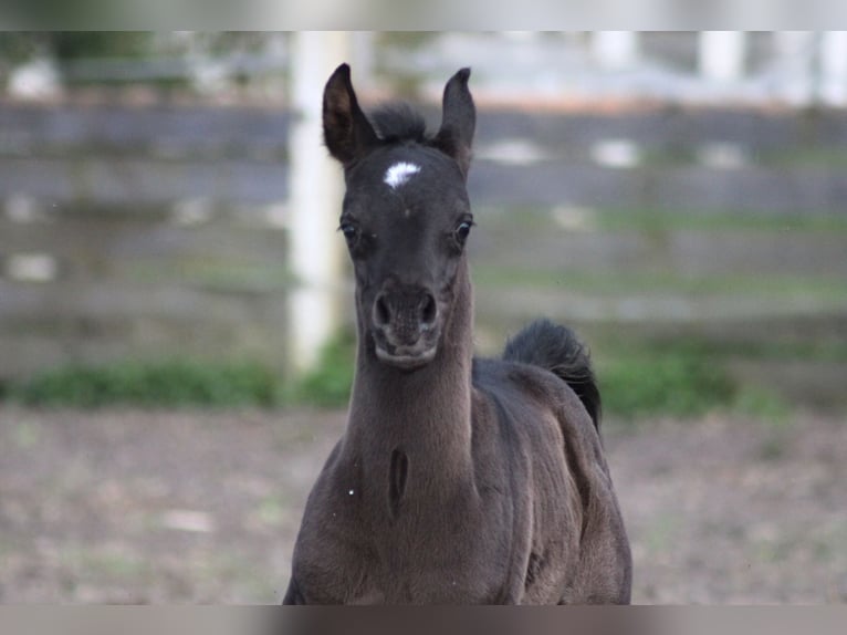 Arabian horses Mare 1 year 15,1 hh Black in Santok