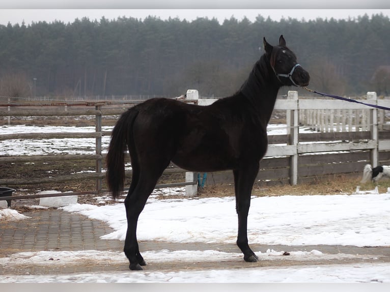 Arabian horses Mare 1 year 15,1 hh Black in Santok