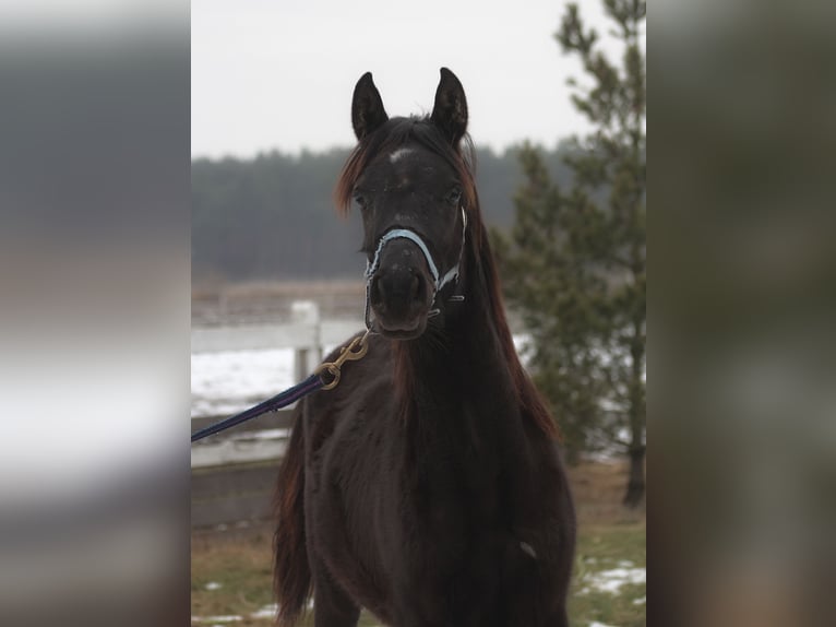 Arabian horses Mare 1 year 15,1 hh Black in Santok