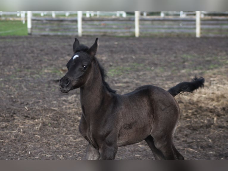 Arabian horses Mare 1 year 15,1 hh Black in Santok