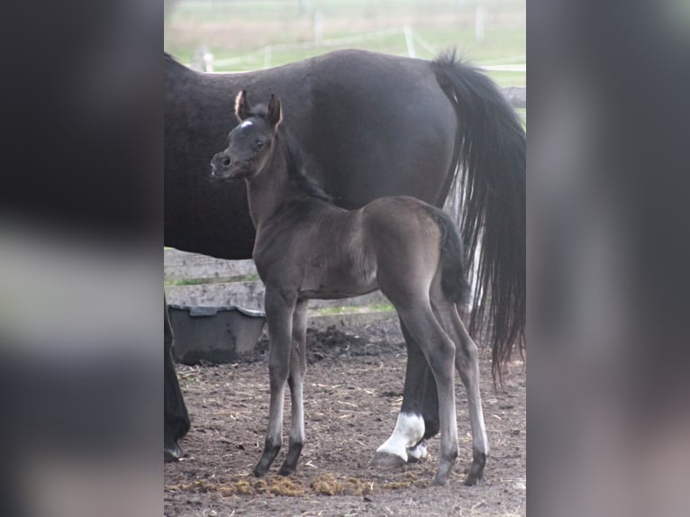 Arabian horses Mare 1 year 15,1 hh Black in Santok