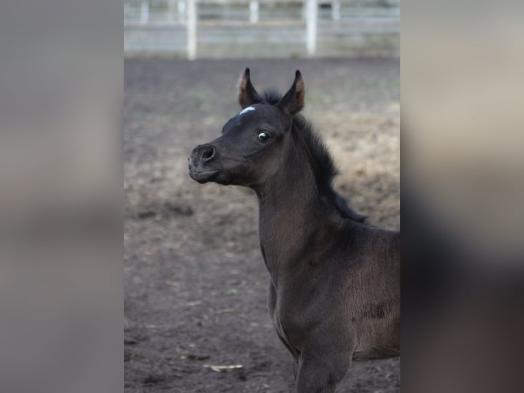 Arabian horses Mare 1 year 15,1 hh Black in Santok