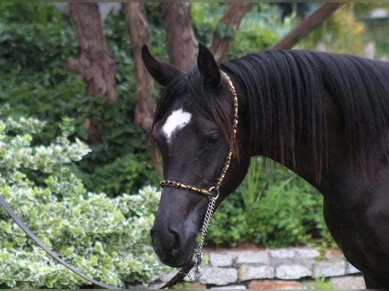 Arabian horses Mare 1 year 15,1 hh Black in Santok