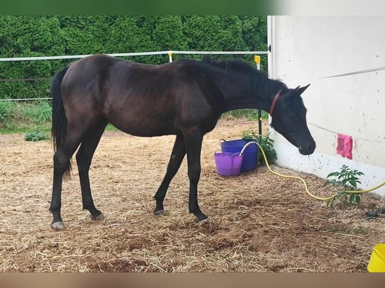 Arabian horses Mare 1 year 15,1 hh Black in Mengen