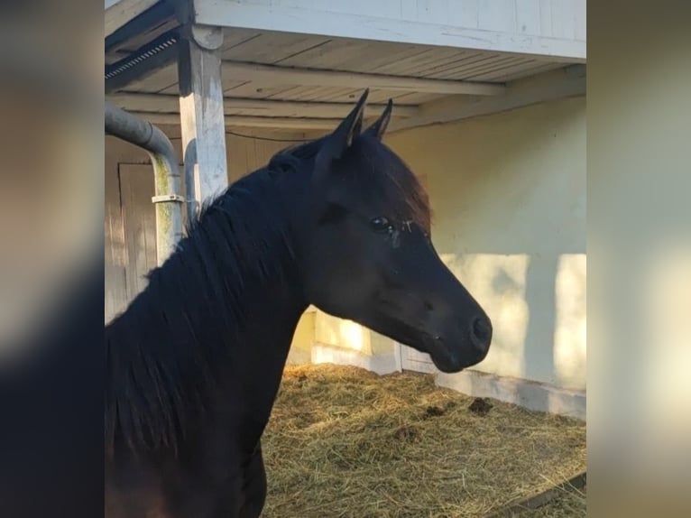 Arabian horses Mare 1 year 15,1 hh Black in Mengen