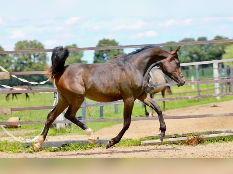 Arabian horses Mare 1 year 15,1 hh Brown in Pastetten