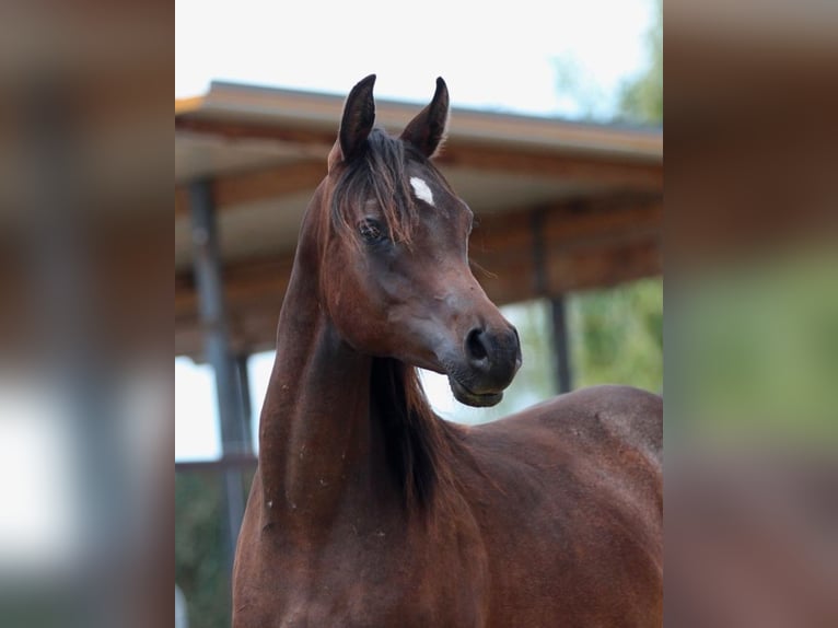 Arabian horses Mare 1 year 15,1 hh Brown in Pastetten