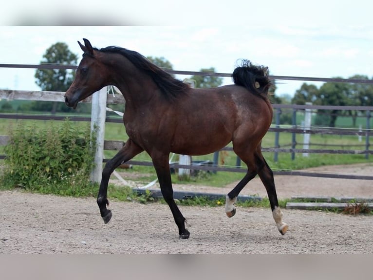 Arabian horses Mare 1 year 15,1 hh Brown in Pastetten