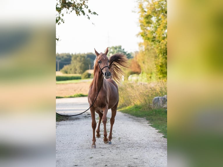 Arabian horses Mare 1 year 15,1 hh Chestnut-Red in Ulm